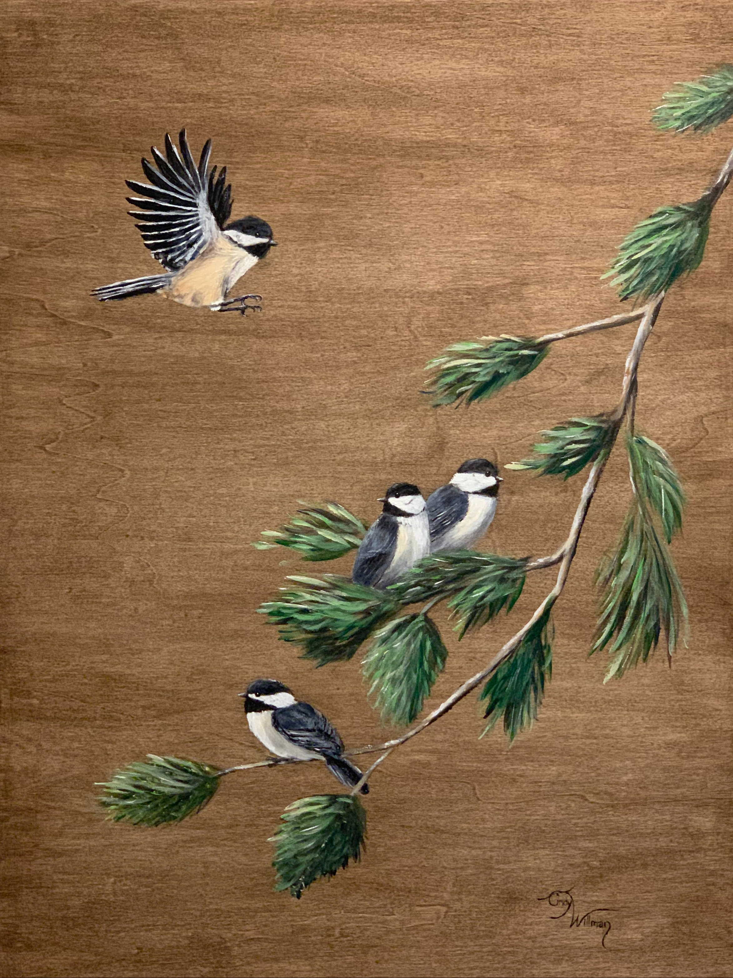 carolina chickadees on evergreen branch