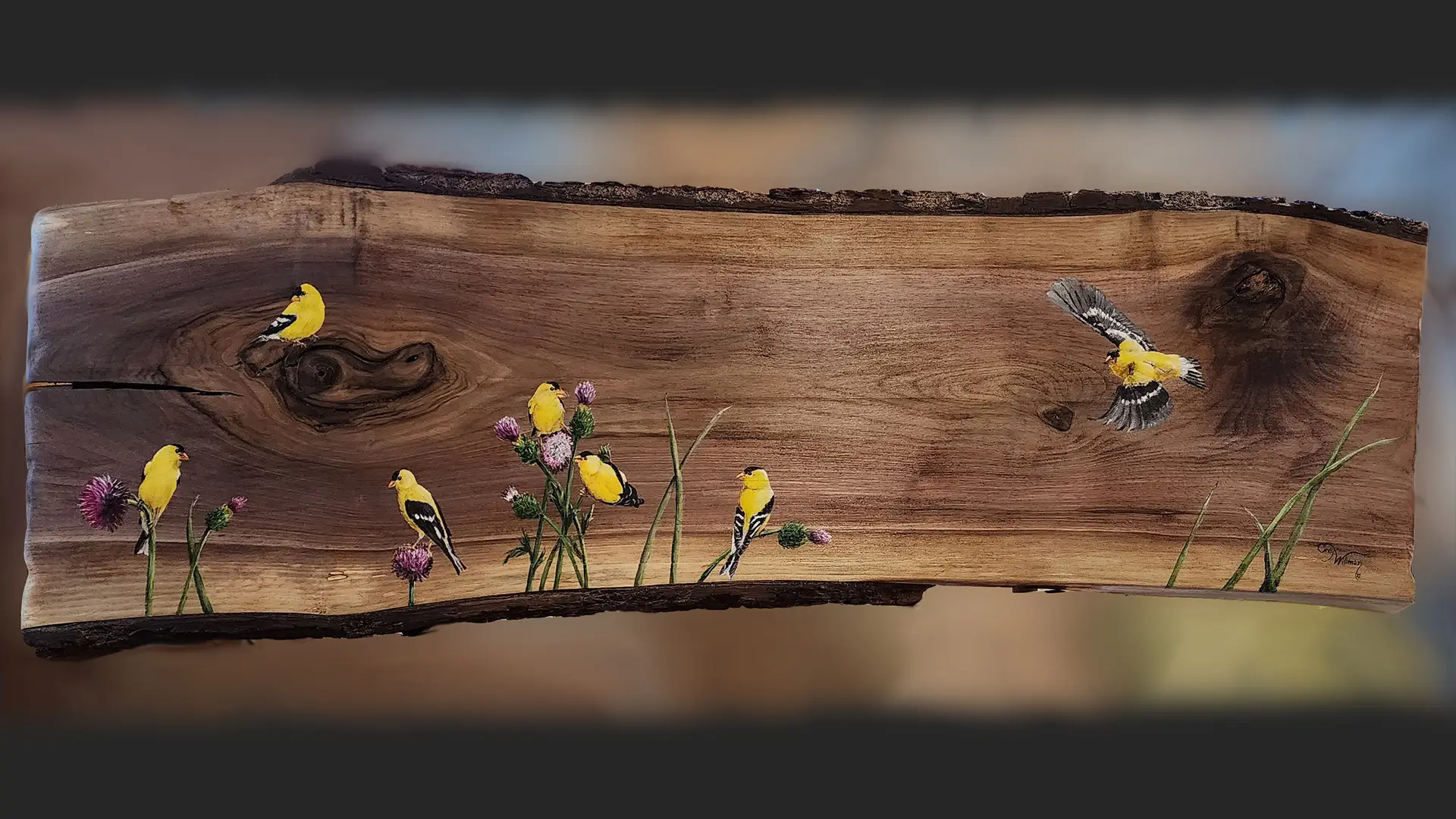 american goldfinches on thistle