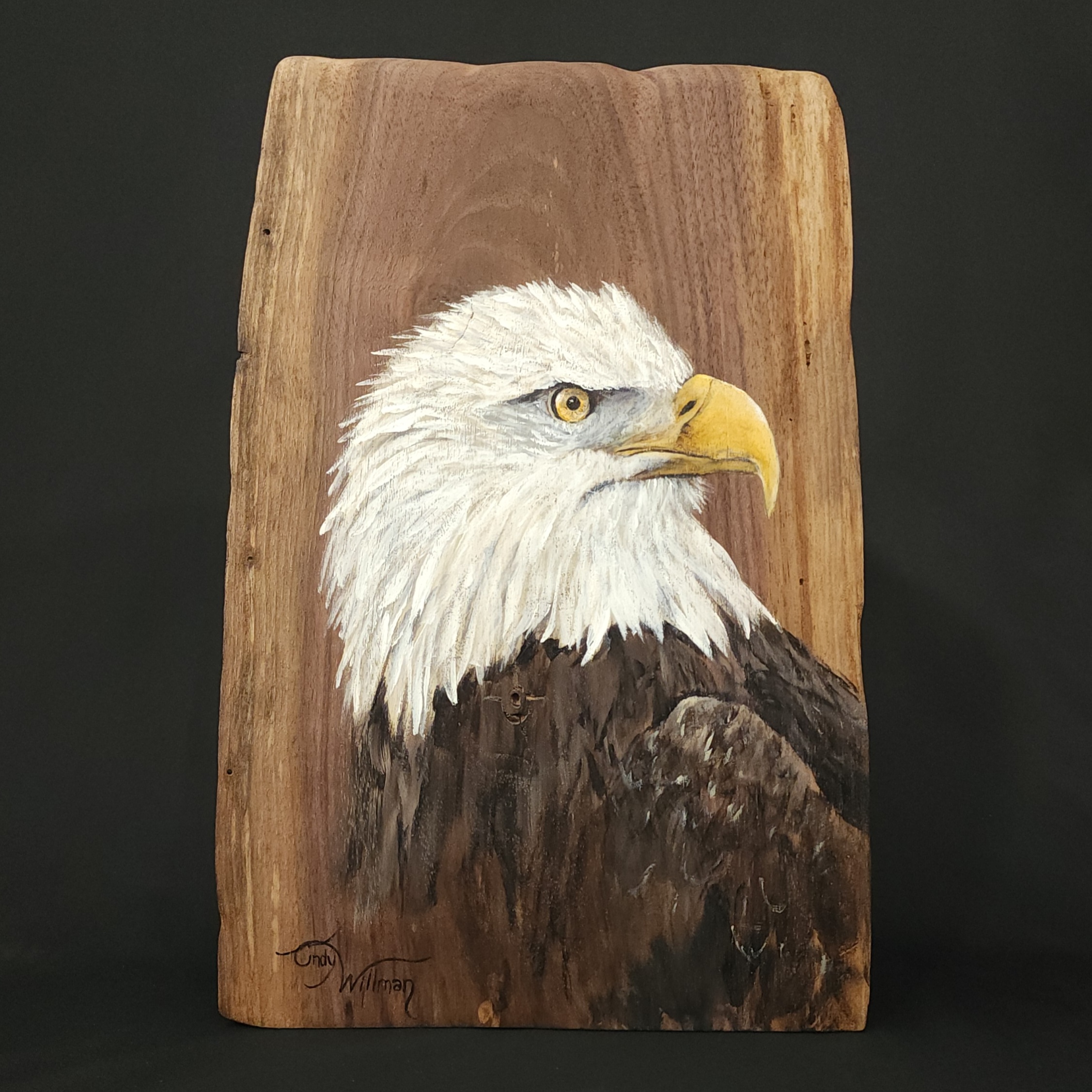 majesty - american bald eagle