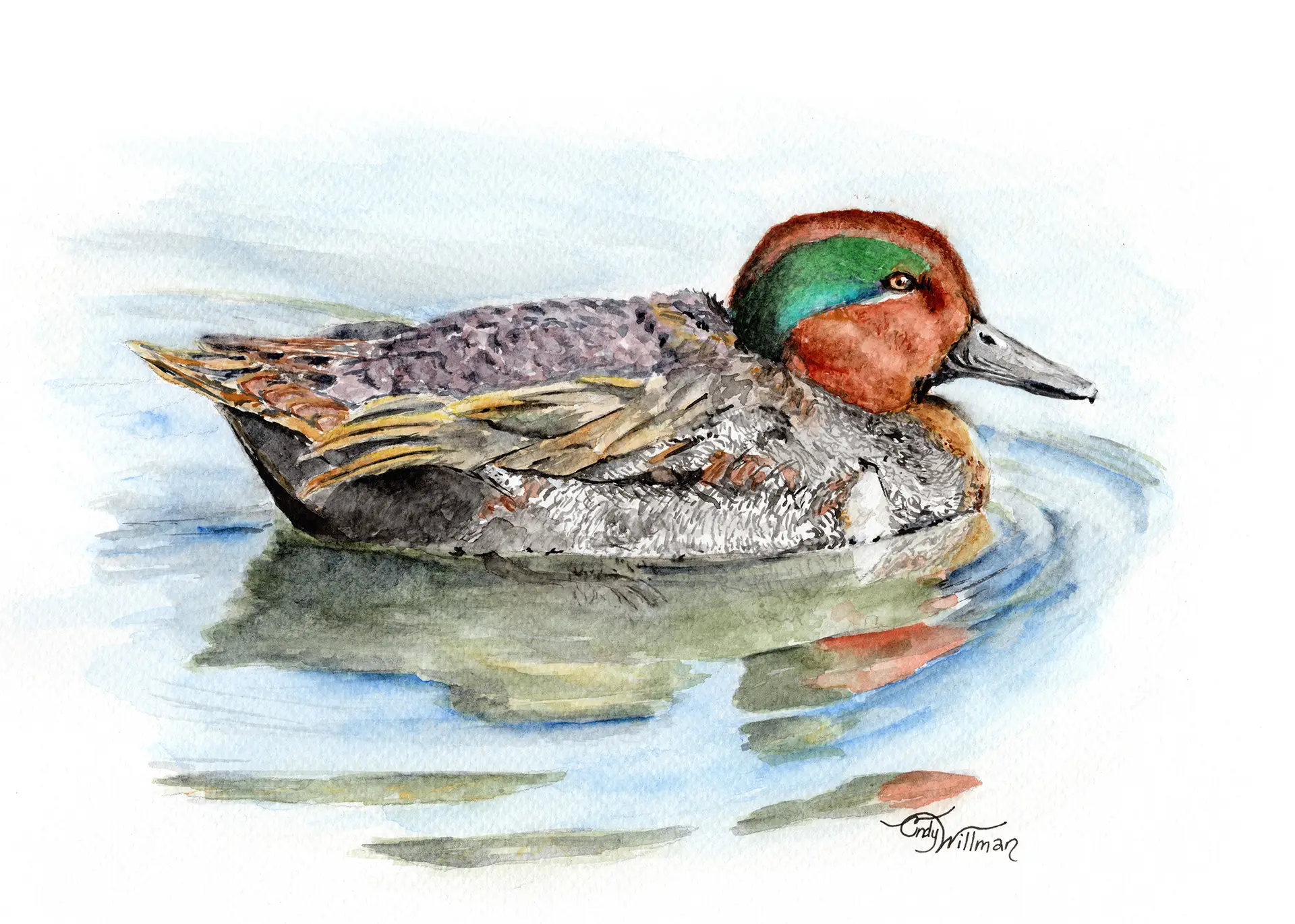 DU1004 - Green-winged Teal