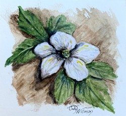 wood anemone wood anemone