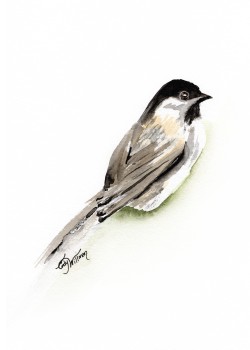 BI1003 - Carolina Chickadee BI1003 - Carolina Chickadee