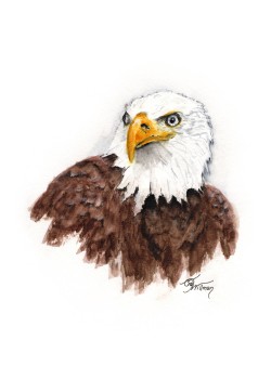 BI1005 - American Bald Eagle BI1005 - American Bald Eagle