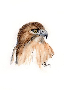 BI1006 - Red-Tailed Hawk BI1006 - Red-Tailed Hawk