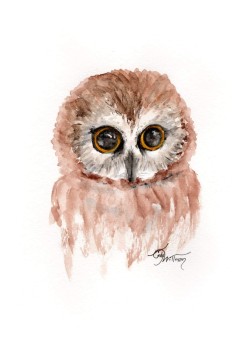 BI1007 - Saw-Whet Owl BI1007 - Saw-Whet Owl