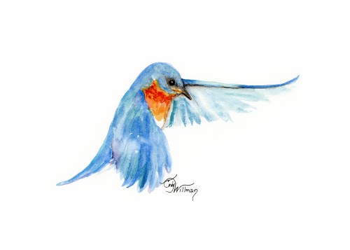 BI1010 - Eastern Bluebird BI1010 - Eastern Bluebird