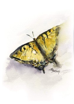 BU1002 - Appalachian Tiger Swallowtail BU1002 - Appalachian Tiger Swallowtail