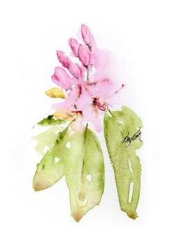 FL1005 - Rhododendron FL1005 - Rhododendron