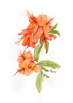 FL1006 - Flame Azalea FL1006 - Flame Azalea