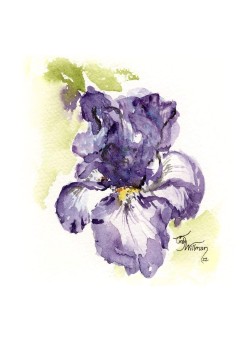 FL1007 - Bearded Iris FL1007 - Bearded Iris