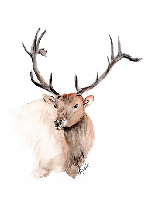 WL1005 - Elk WL1005 - Elk