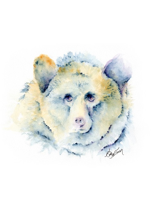 WC1006 - Papa Bear WC1006 - Papa Bear