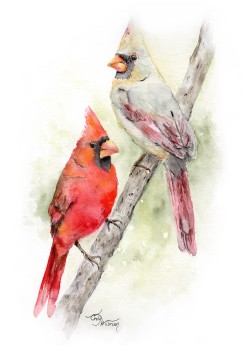 BI1011 - Northern Cardinals BI1011 - Northern Cardinals