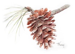 TR1008 - Loblolly Pine Cone TR1008 - Loblolly Pine Cone