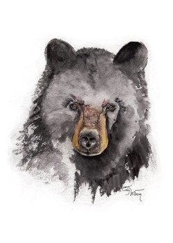 WL1008 - American Black Bear WL1008 - American Black Bear