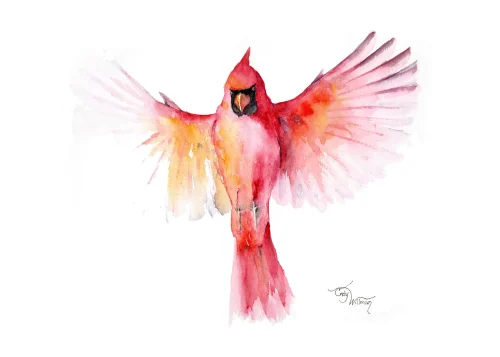 BI1014 - Northern Cardinal landing BI1014 - Northern Cardinal landing