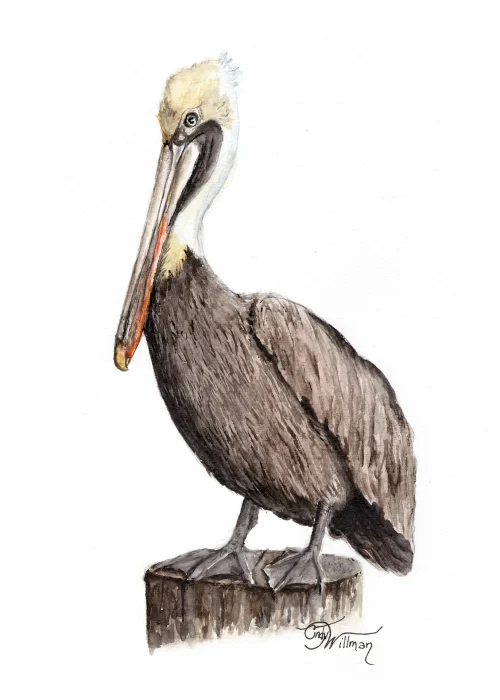 BI1017 - Brown Pelican BI1017 - Brown Pelican