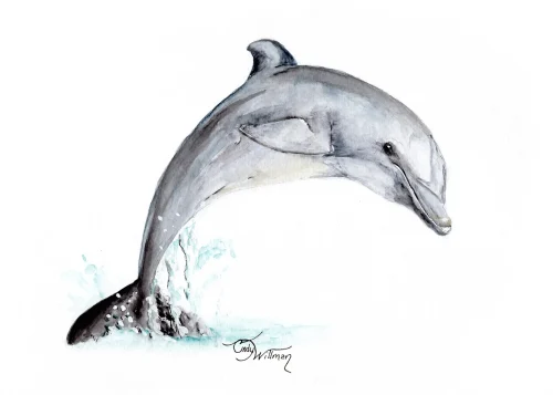 ML1004 - Bottlenose Dolphin ML1004 - Bottlenose Dolphin