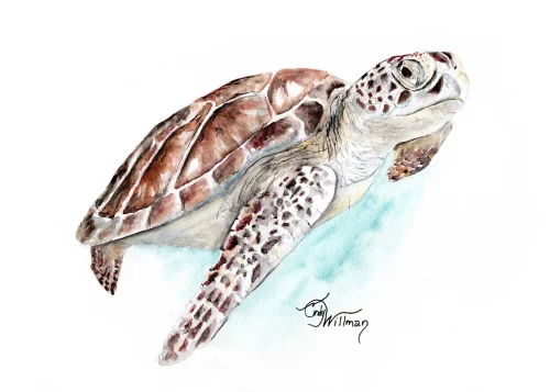 ML1005 - Green Sea Turtle ML1005 - Green Sea Turtle