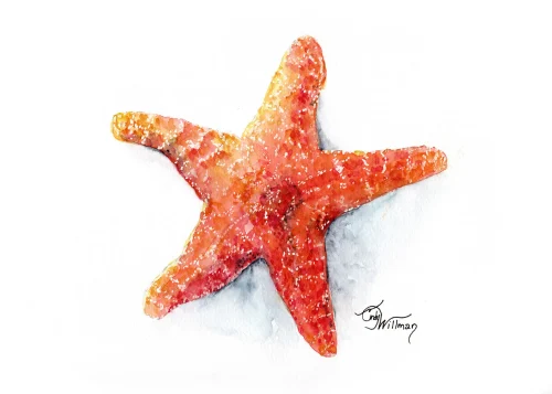 ML1006 - Orange Starfish ML1006 - Orange Starfish